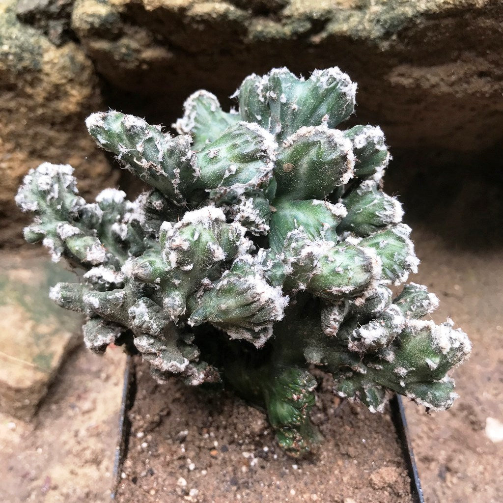 Cereus Peruvianus Monstrose Mini Cactus Plant - myBageecha