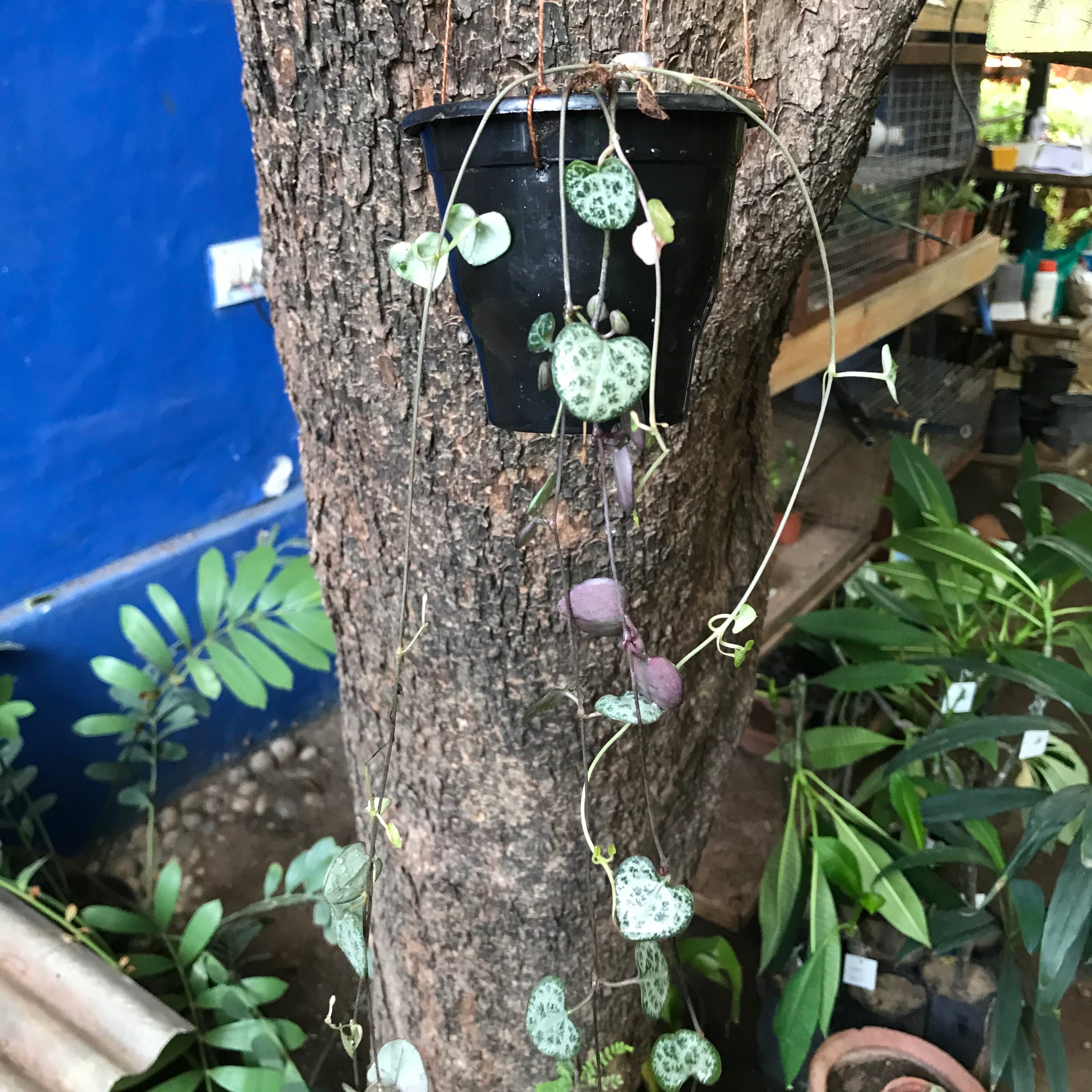 Ceropegia Woodii String of Hearts Succulent Plant - myBageecha