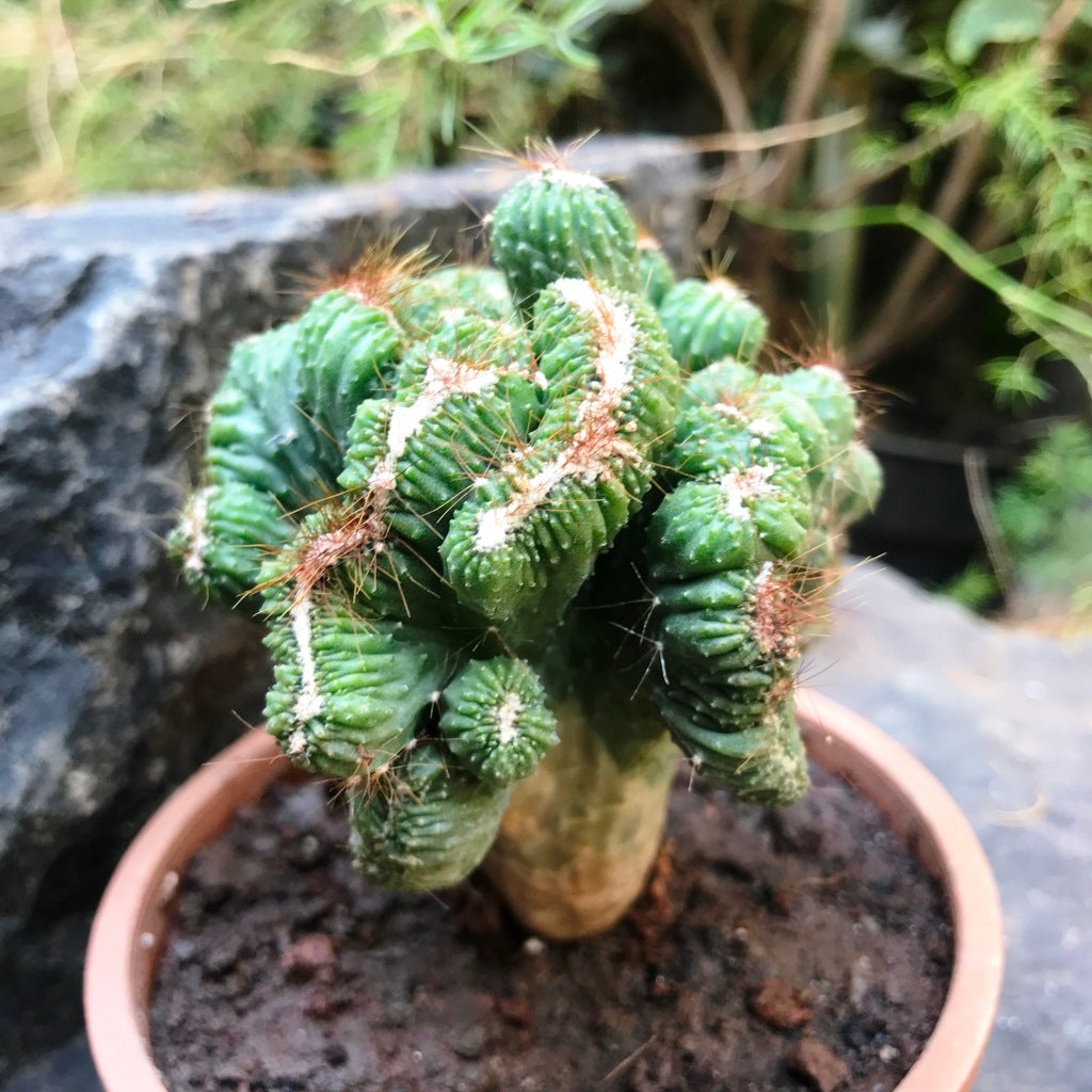 Cereus forbesii Crest Ming Thing Cactus Plant | myBageecha