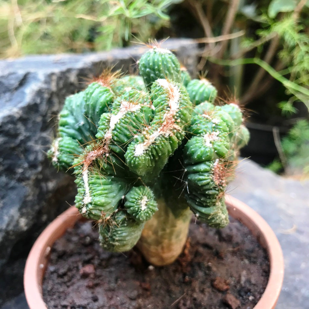 Cereus Forbesii Crest Ming Thing Cactus Plant - myBageecha