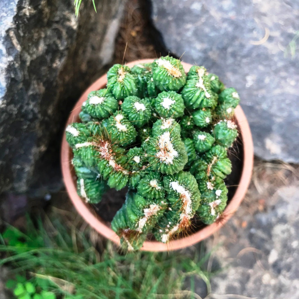 Cereus Forbesii Crest Ming Thing Cactus Plant - myBageecha