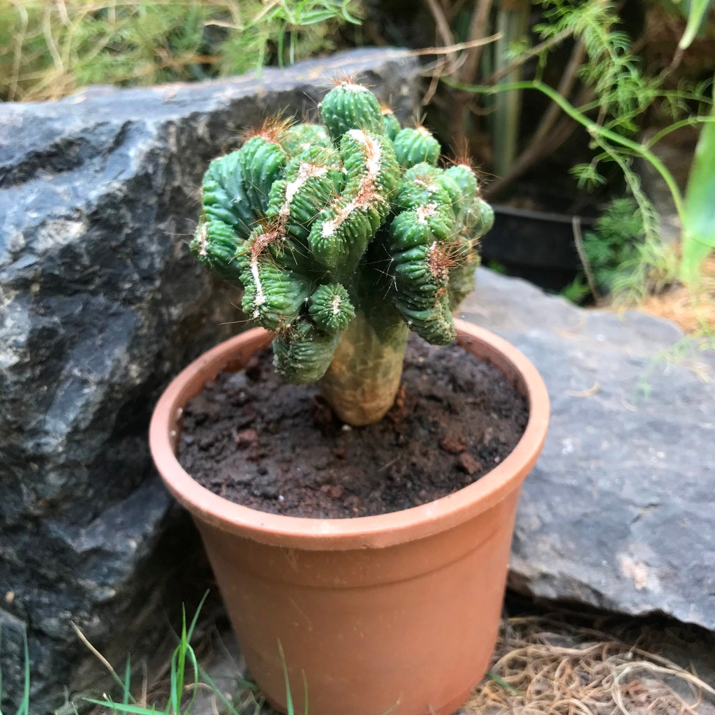 Cereus Forbesii Crest Ming Thing Cactus Plant - myBageecha
