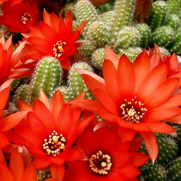 Peanut Cactus Cactus myBageecha - myBageecha