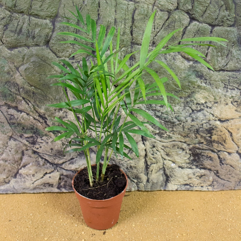 Parlor Palm Plant - myBageecha