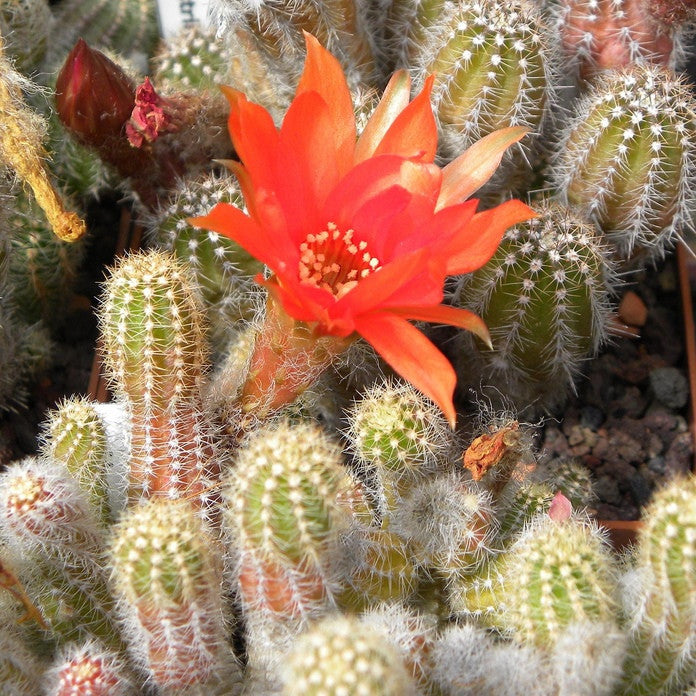 Peanut Cactus Plants myBageecha - myBageecha