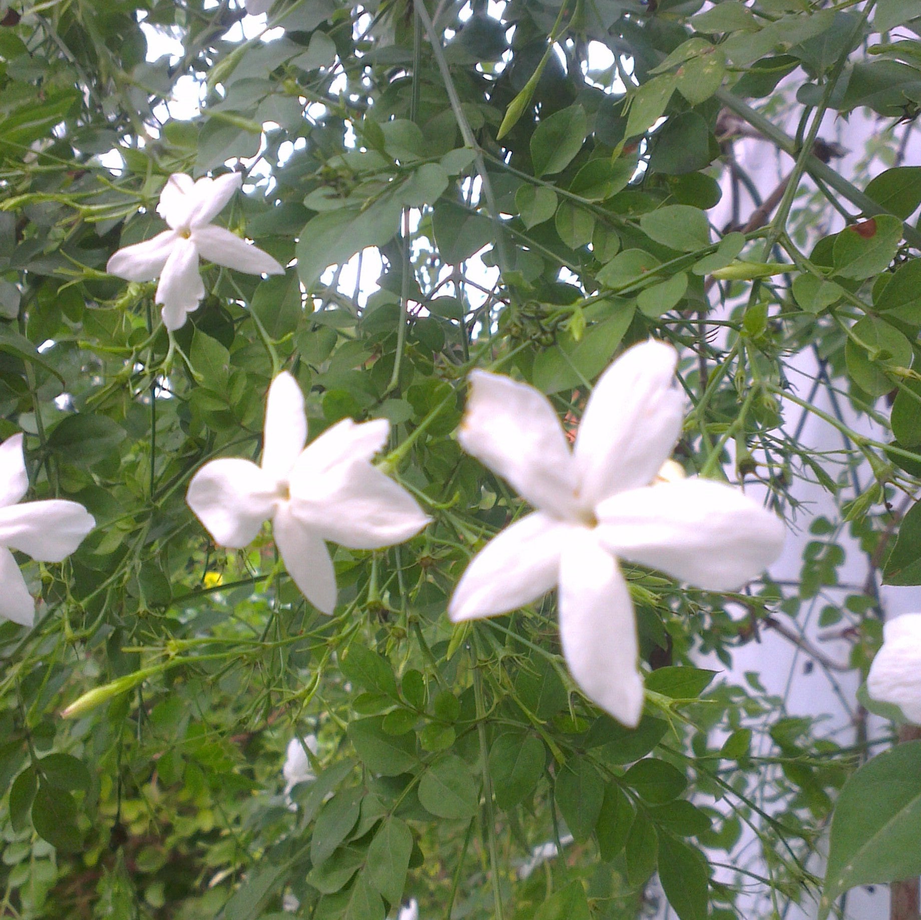 Chameli - Jasminum Grandiflorum Plants myBageecha - myBageecha
