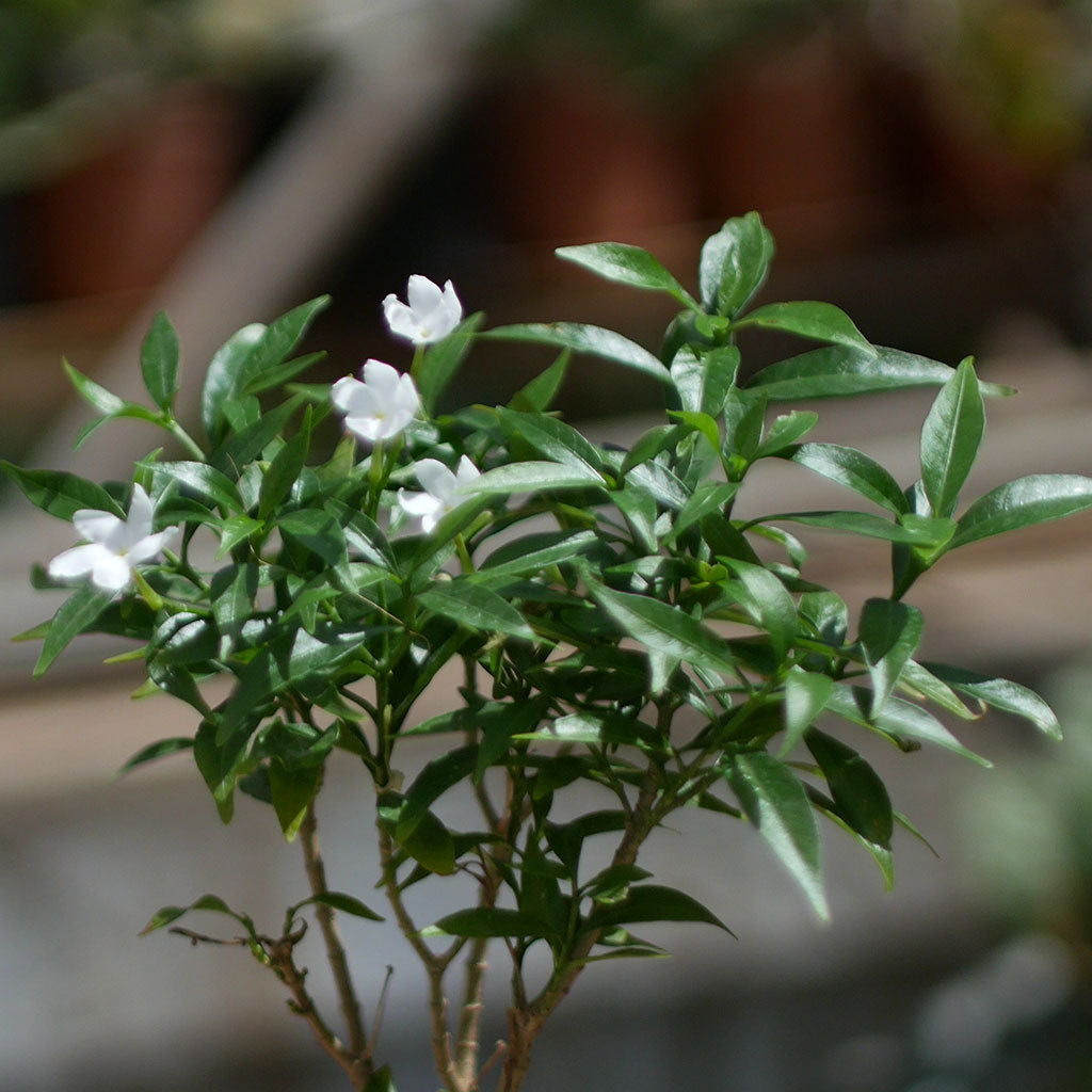 Dwarf Crape Jasmine Chandini Plant - myBageecha