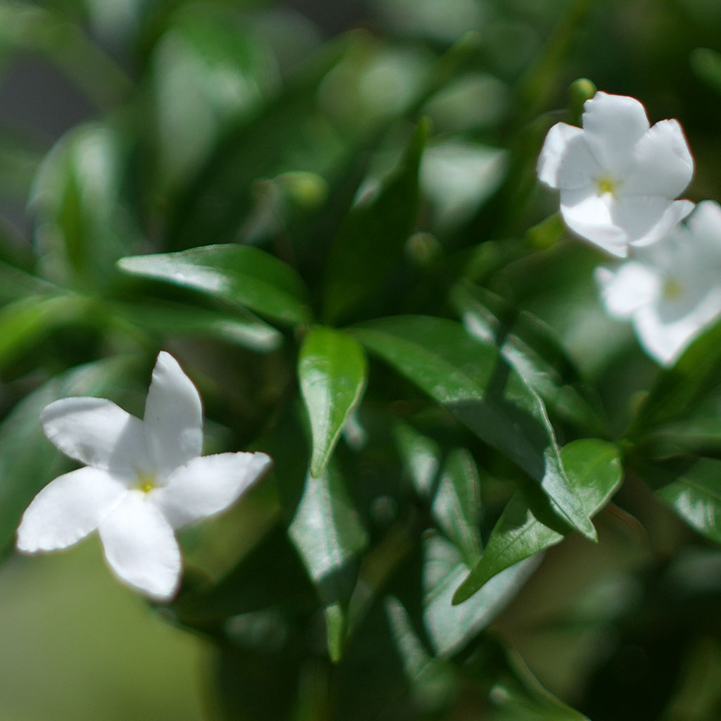Dwarf Crape Jasmine Chandini Plant - myBageecha