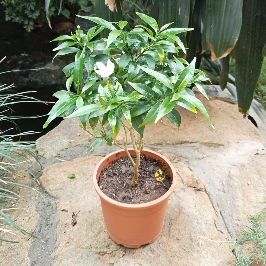 indoor jasmine plant canada Dwarf Crape Jasmine – White Year-round Flowering Shrub
