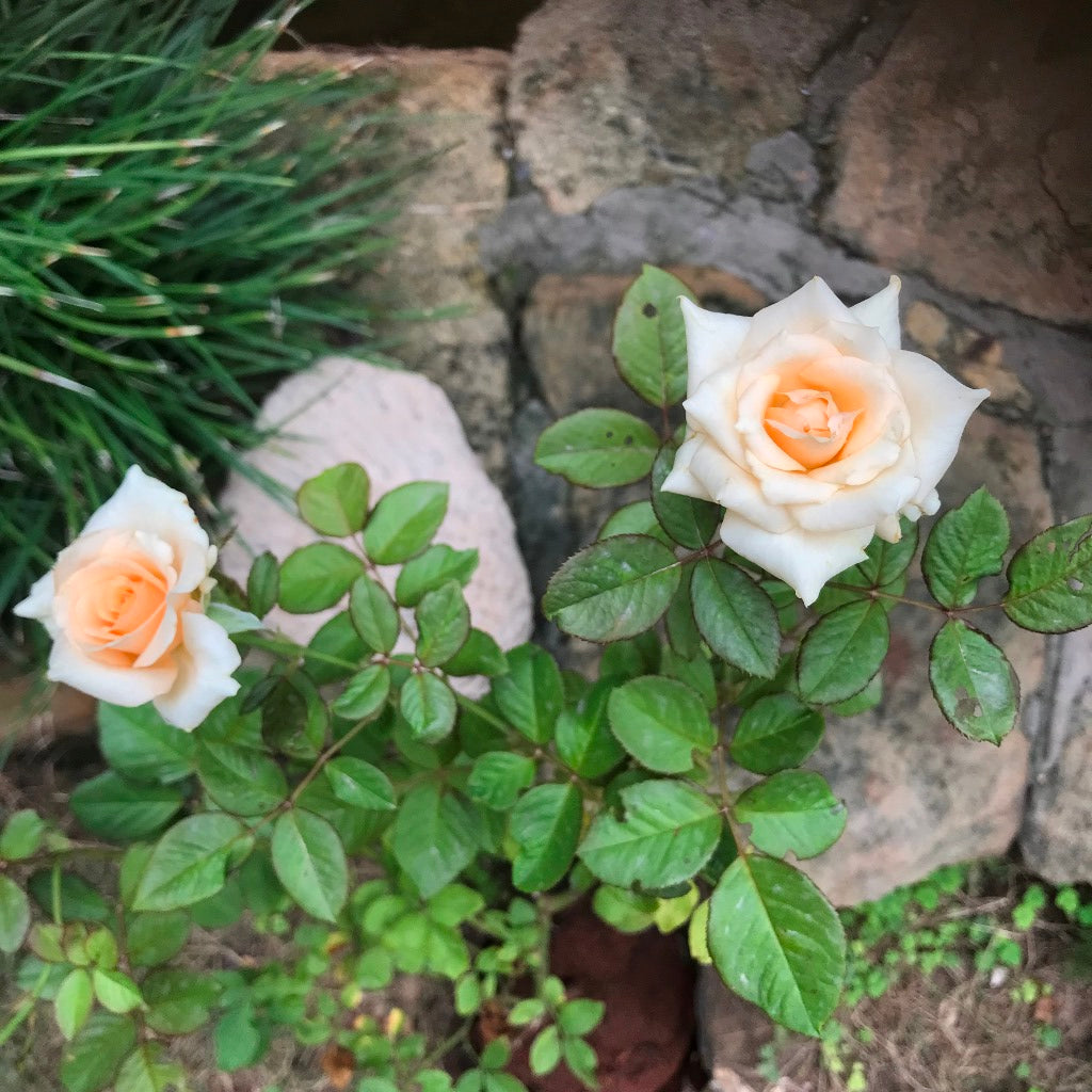 Chandos Beauty Shrub Rose Plant - myBageecha