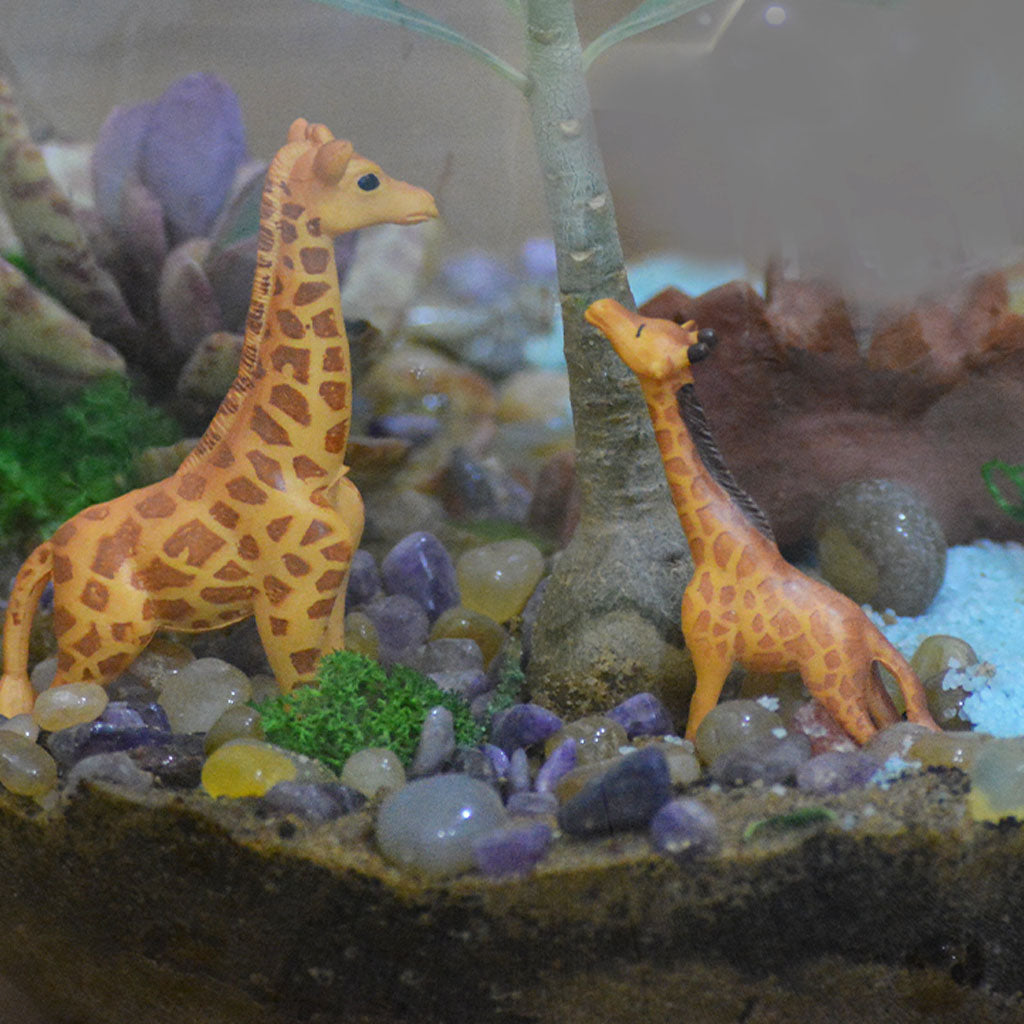 Chatting Up The Adenium Terrarium Kit - myBageecha