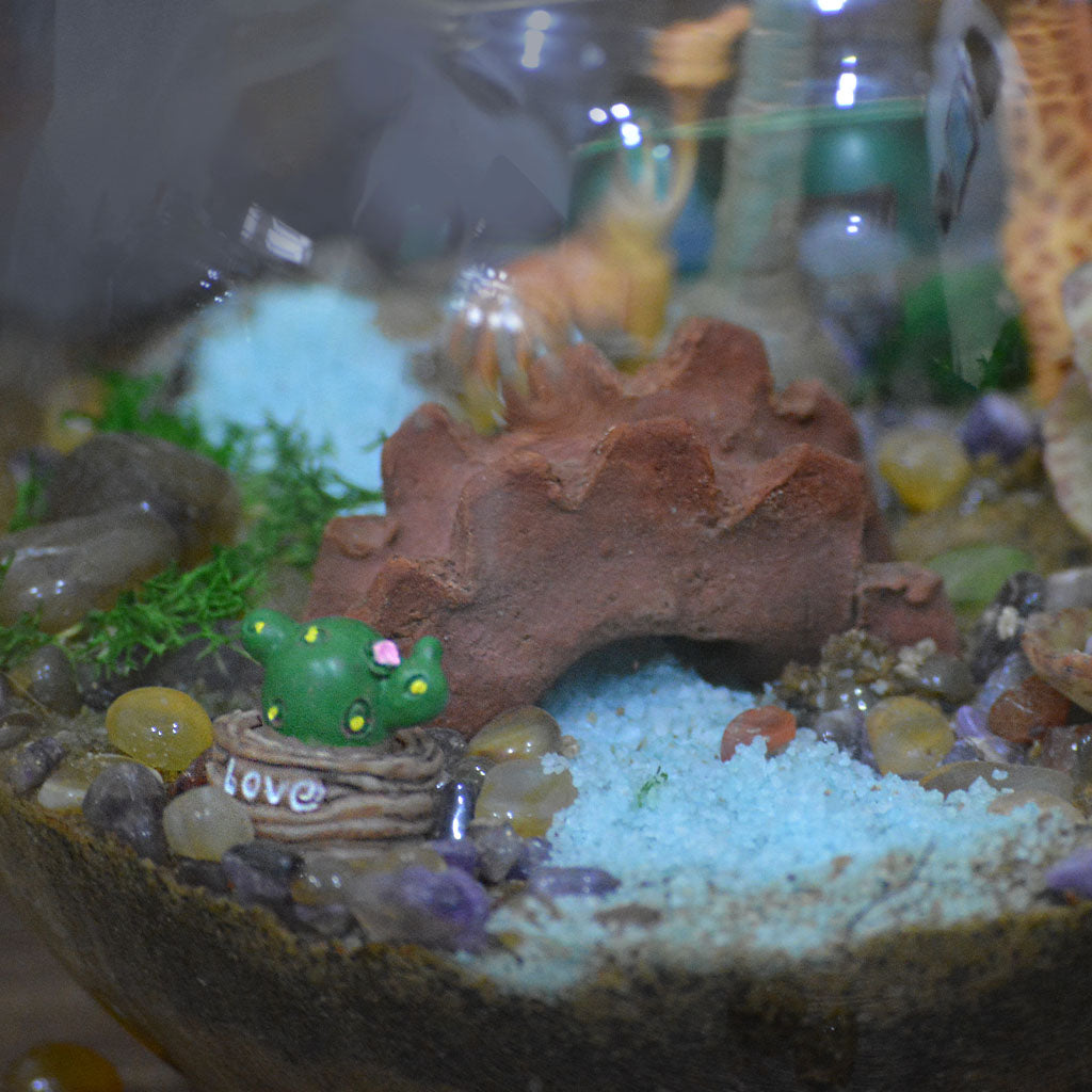 Chatting Up The Adenium Terrarium Kit - myBageecha