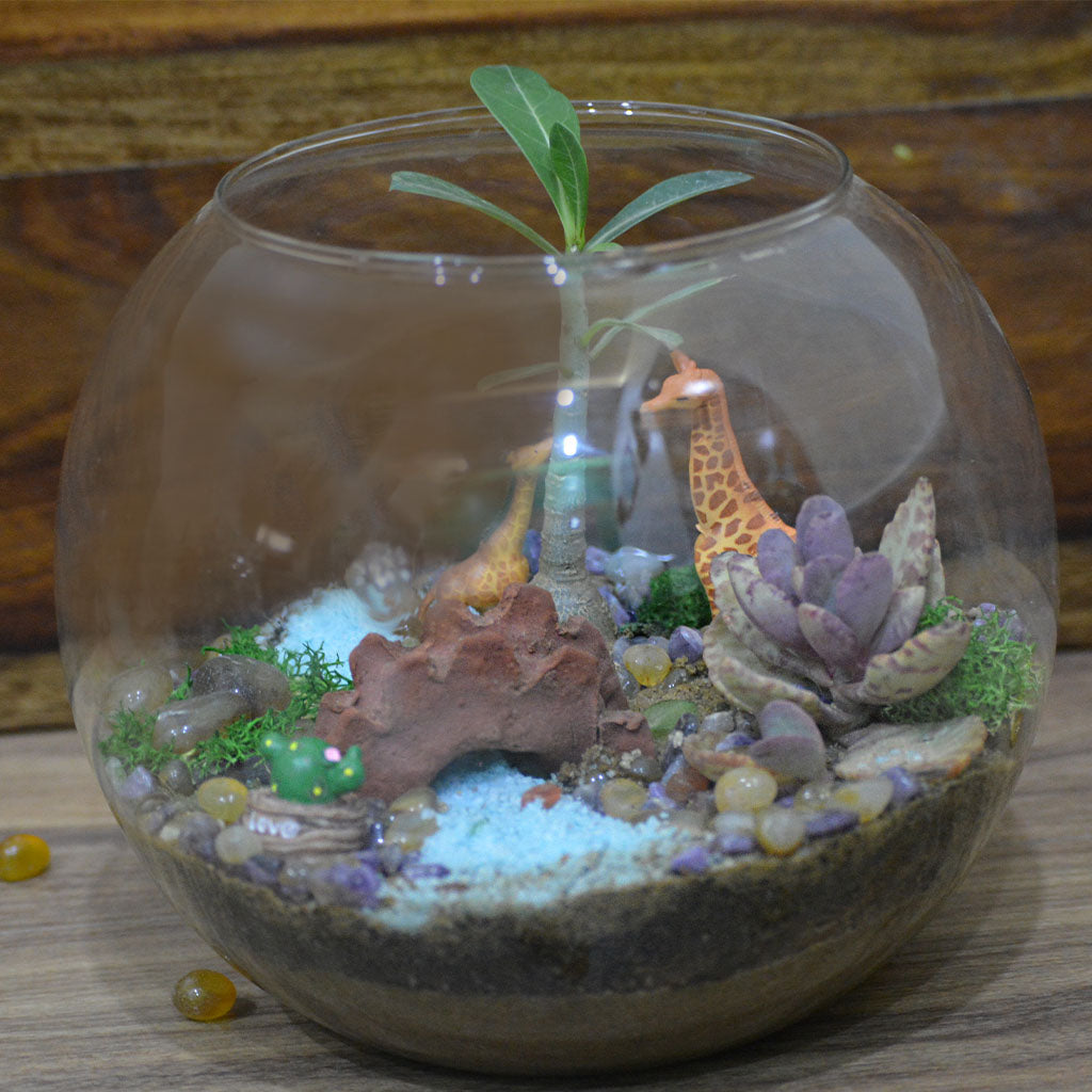 Chatting Up The Adenium Terrarium Kit - myBageecha