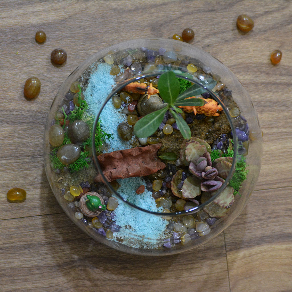 Chatting Up The Adenium Terrarium Kit - myBageecha