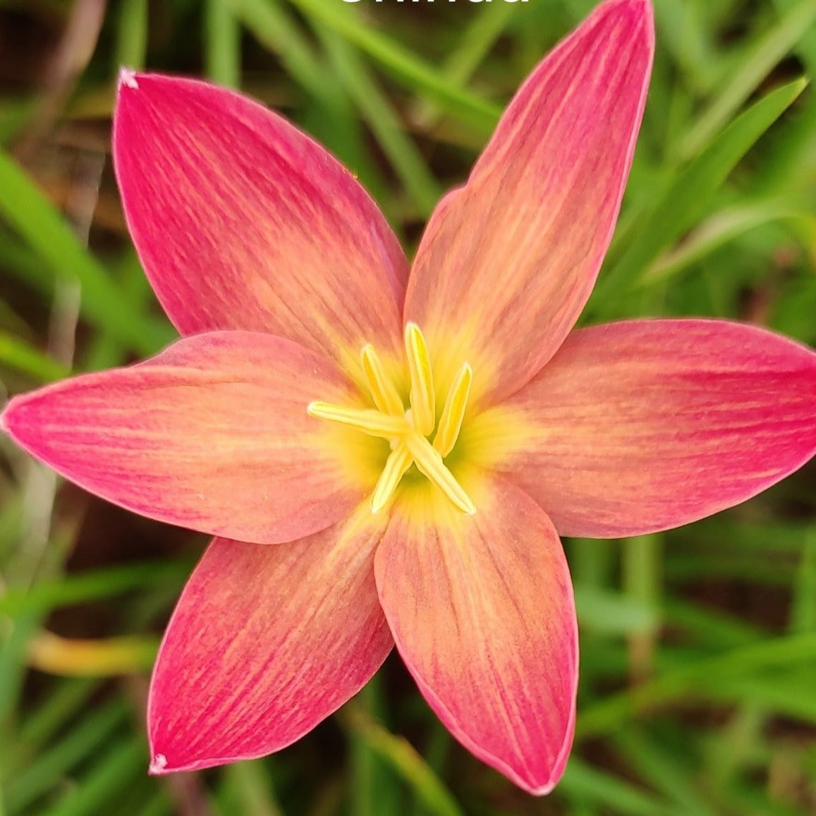 Rain Lily 'Chinda' (Bulbs) - myBageecha