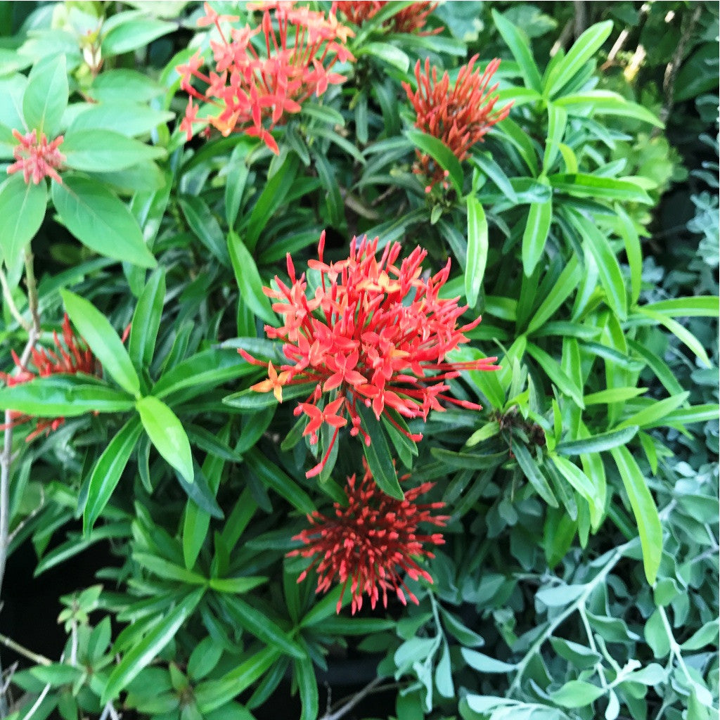 Ixora Red Minature Plants myBageecha - myBageecha