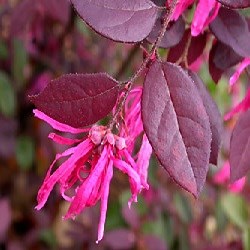 Dwarf Ruby Loropetalum Plant - myBageecha