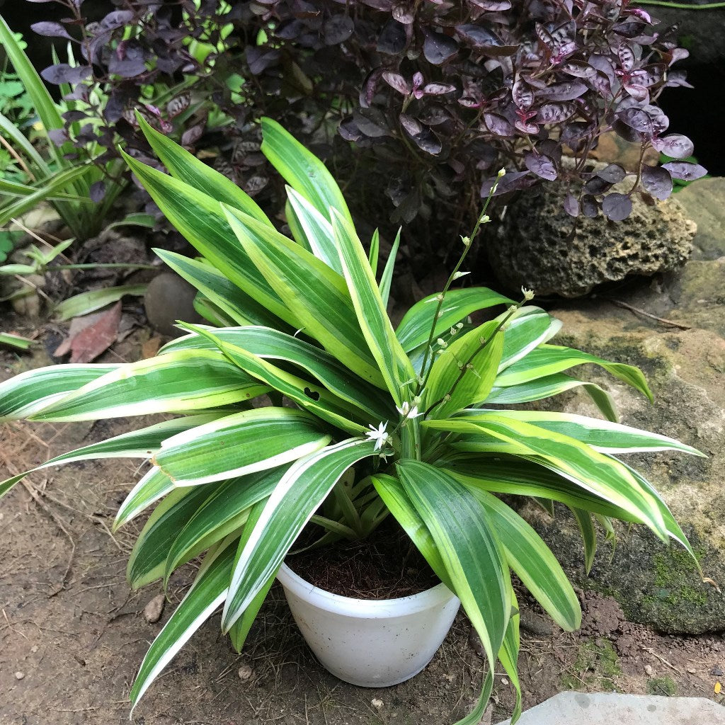 Chlorophytum Alismaefolium Variegata Broad Leaf Plant – Indoor Air Purifying Foliage – myBageecha