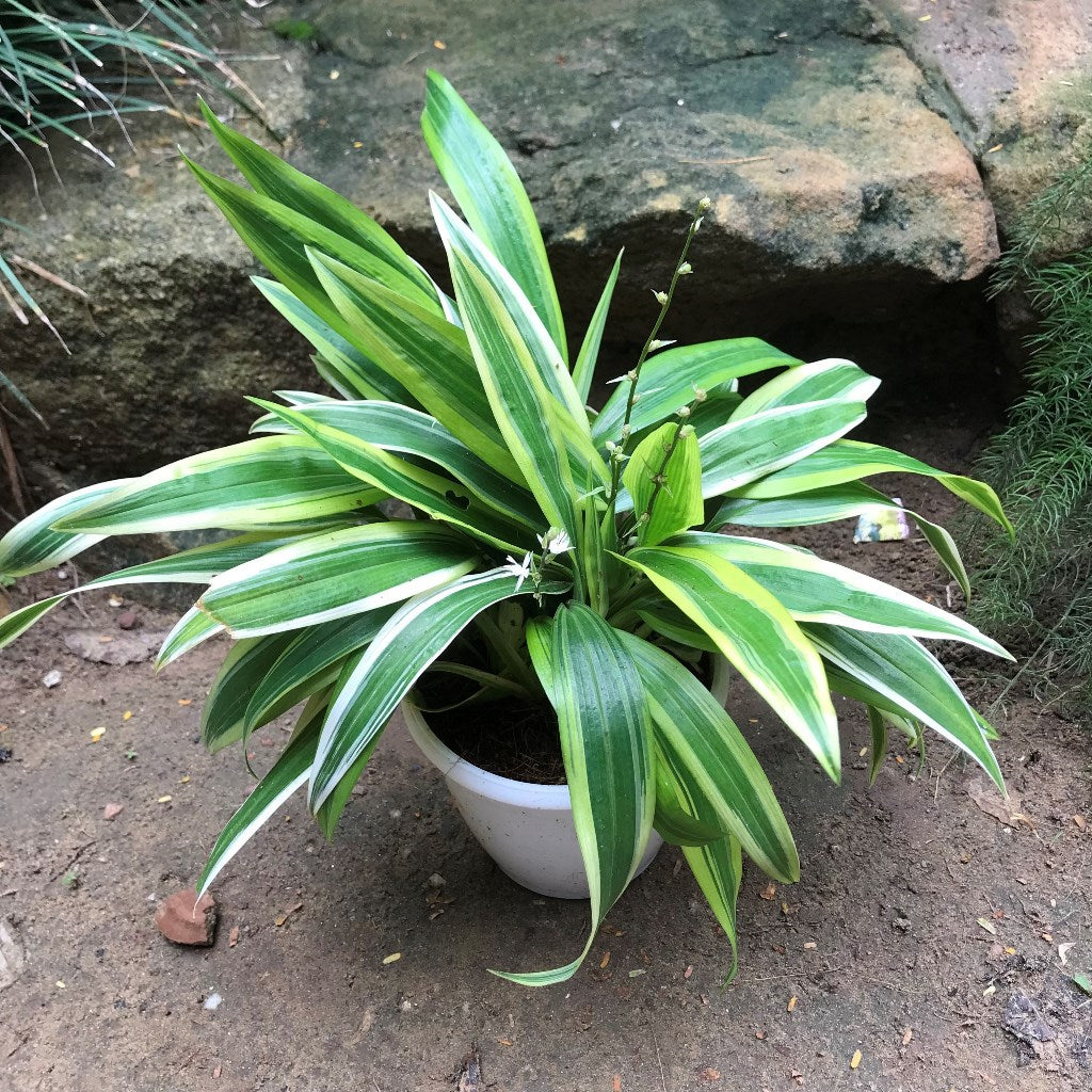 Chlorophytum Alismaefolium Variegata Broad Leaf Plant – Wide Variegated Leaf Highlight