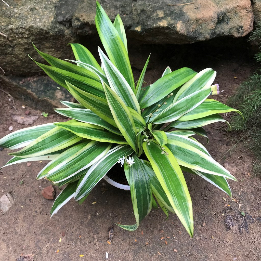 Chlorophytum Alismaefolium Variegata Broad Leaf Plant – Suitable for Living Room Corners & Desks