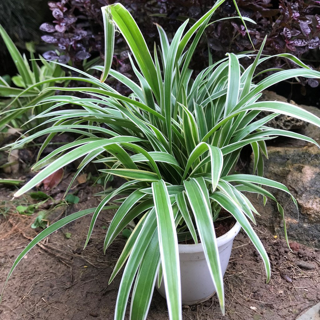 Chlorophytum Laxum Plant – Indoor Air Purifying Decorative Foliage – myBageecha