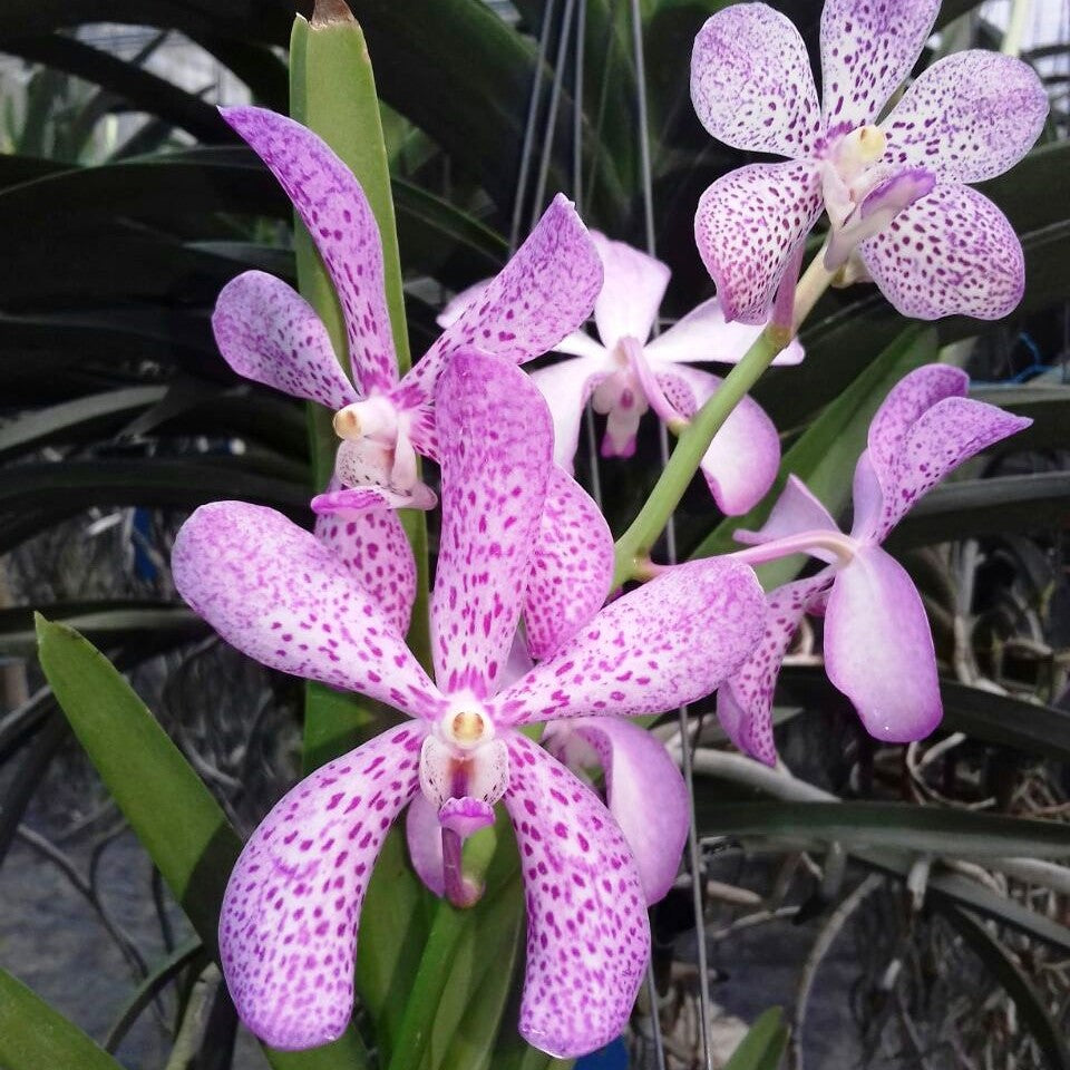 Christine Pink Spot - myBageecha