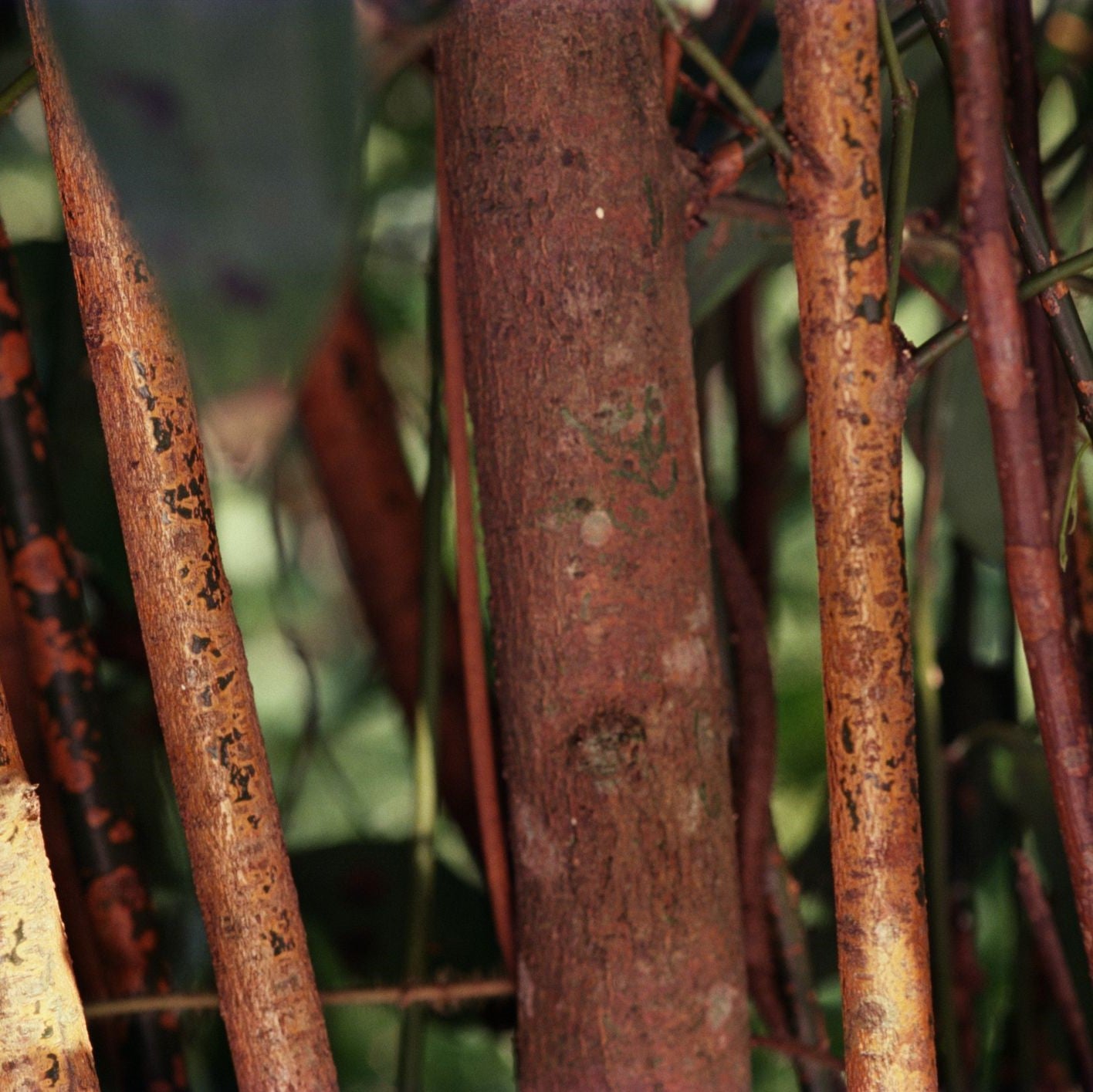 Cinnamomum Verum Dalchini Plant - myBageecha