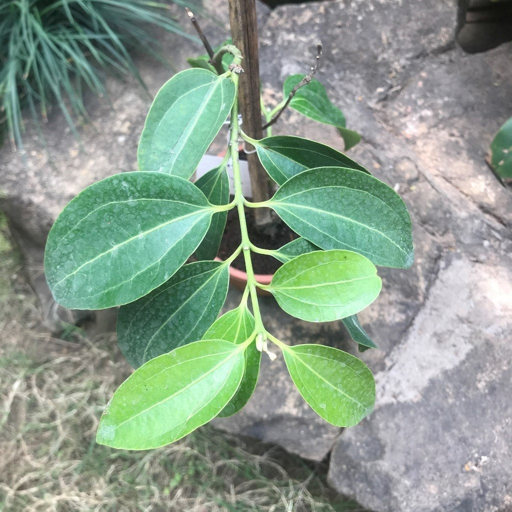 Cinnamomum Verum Dalchini Plant - myBageecha