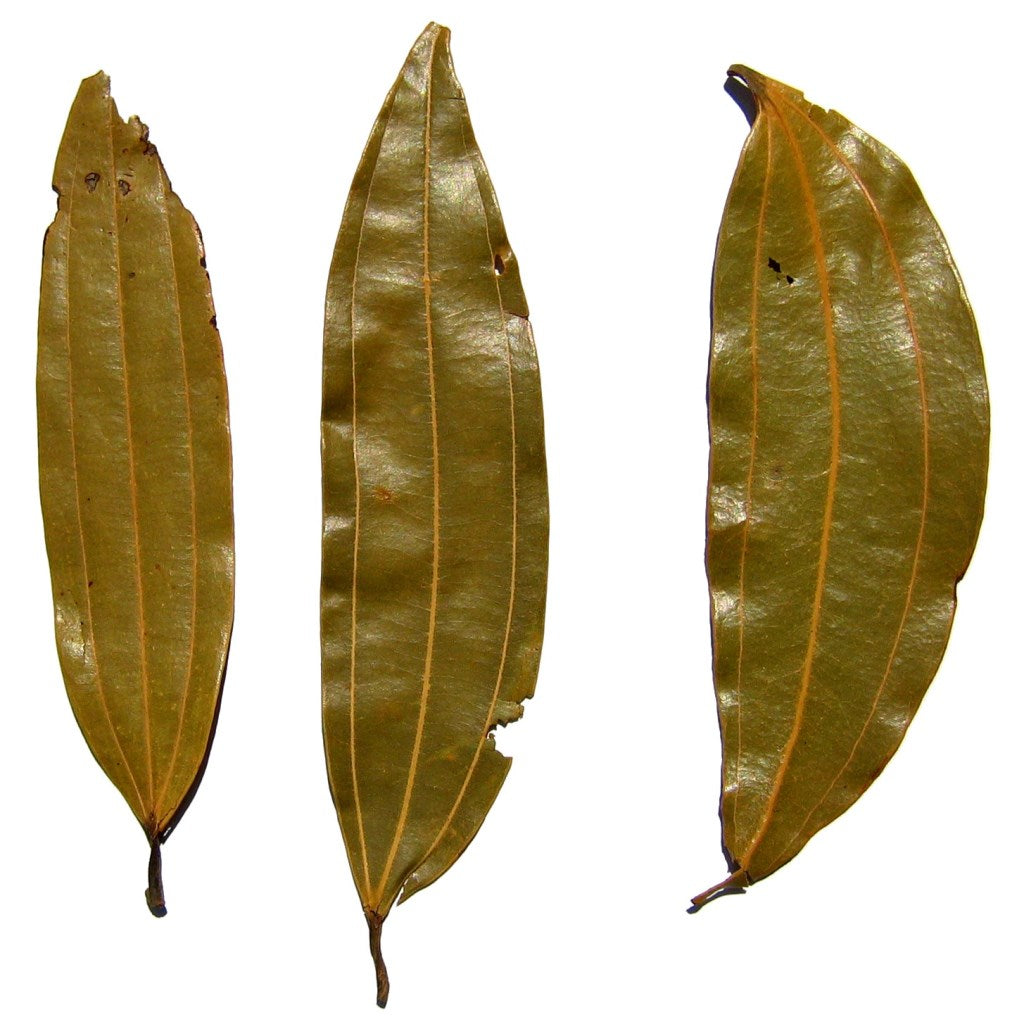 Cinnamoum Tamla Tezpatta Plant - myBageecha