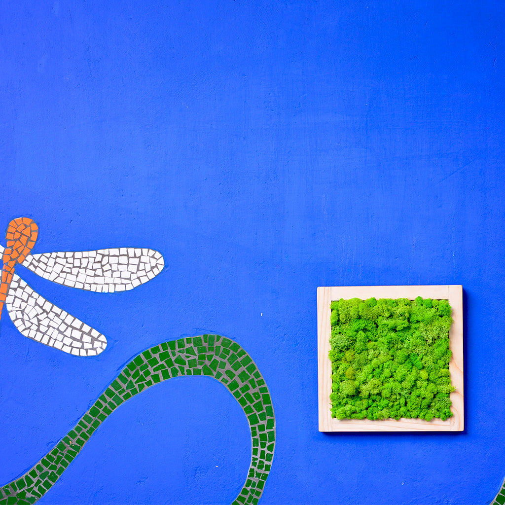 Green moss texture in light wood frame – eco-friendly décor