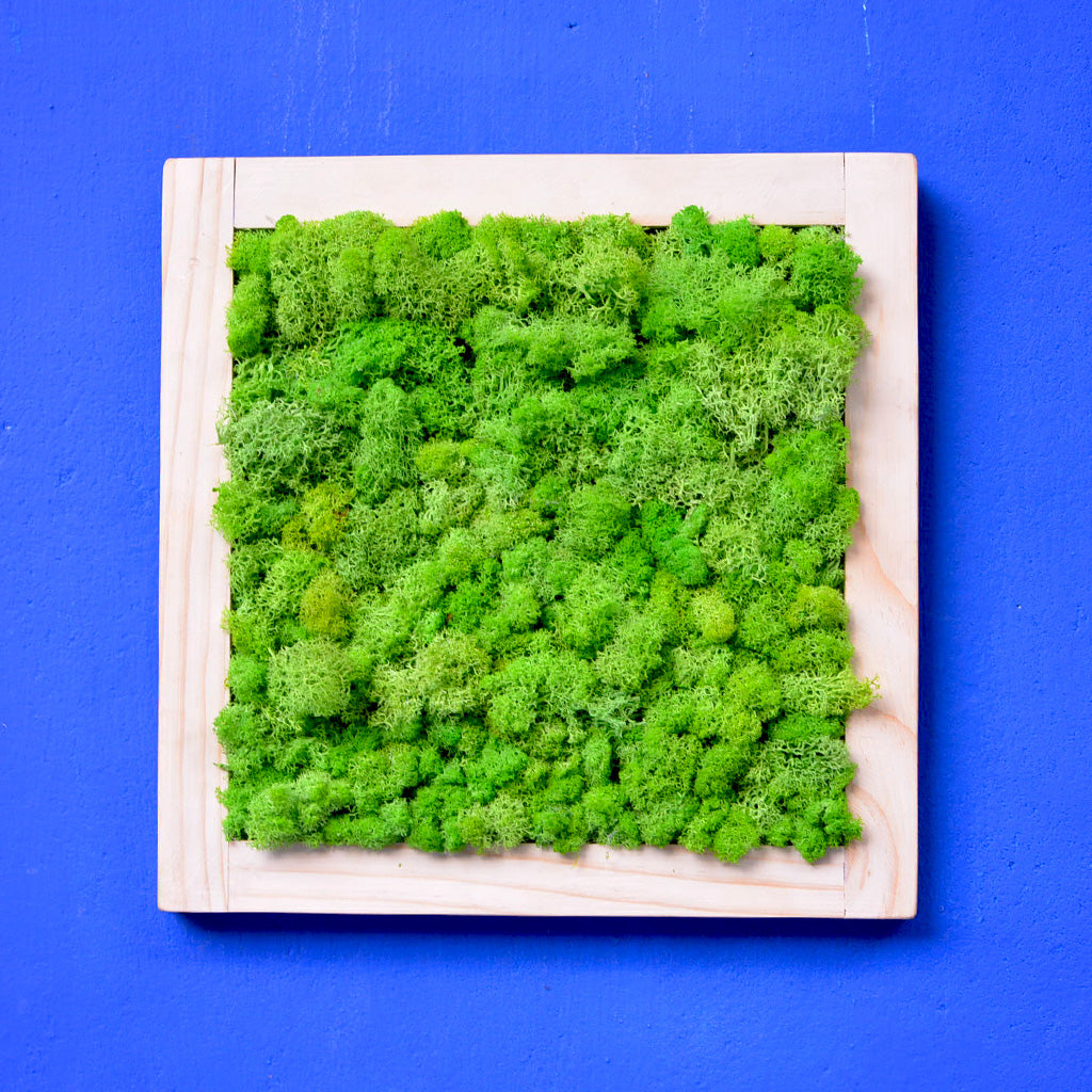 Handcrafted preserved moss wall art – close-up texture