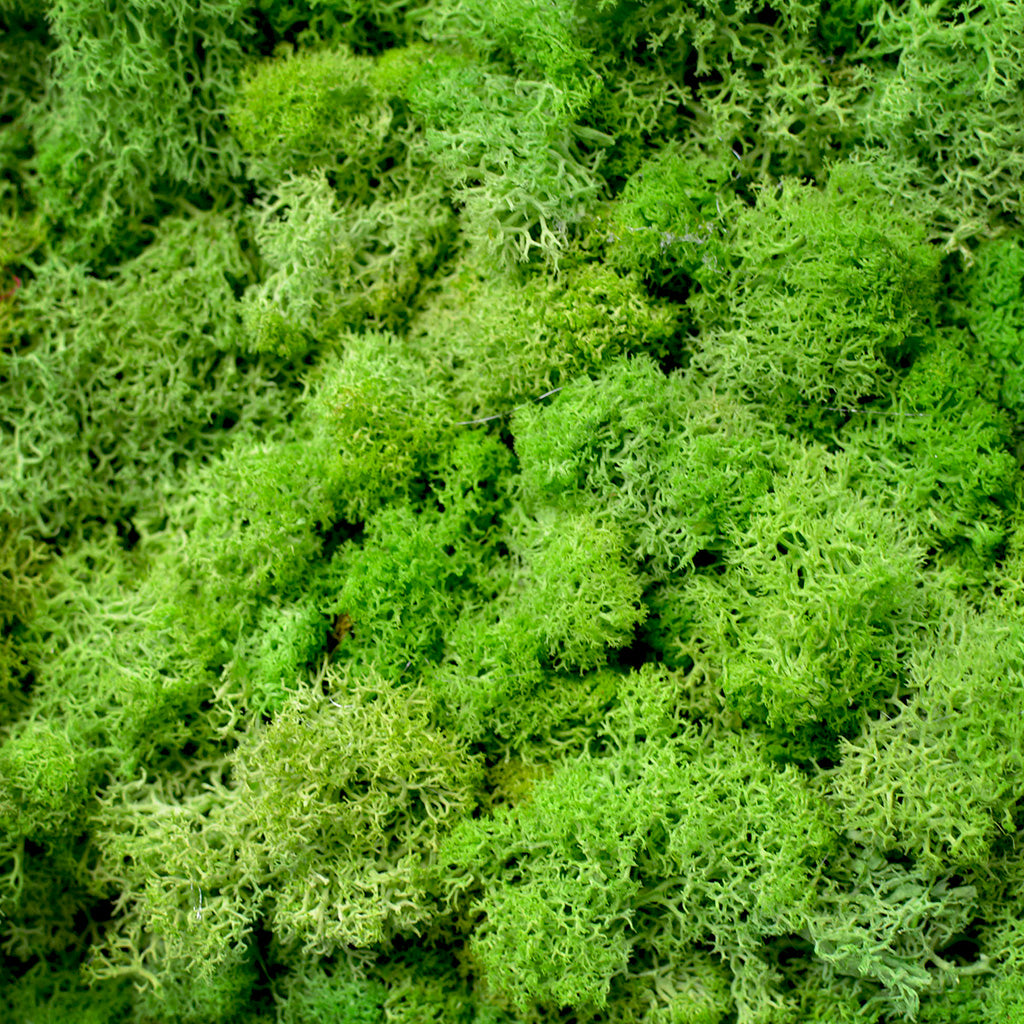 Classic Green moss frame handcrafted with nature by myBageecha