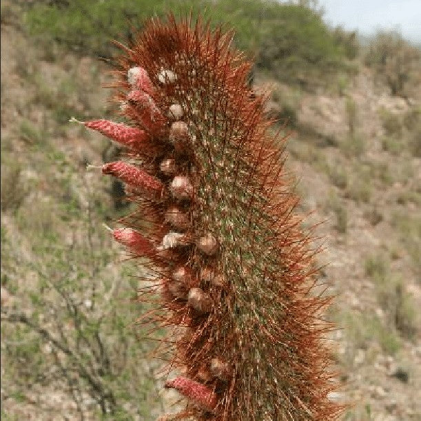 Cleistocactus Buchtienii Cactus Plant - myBageecha
