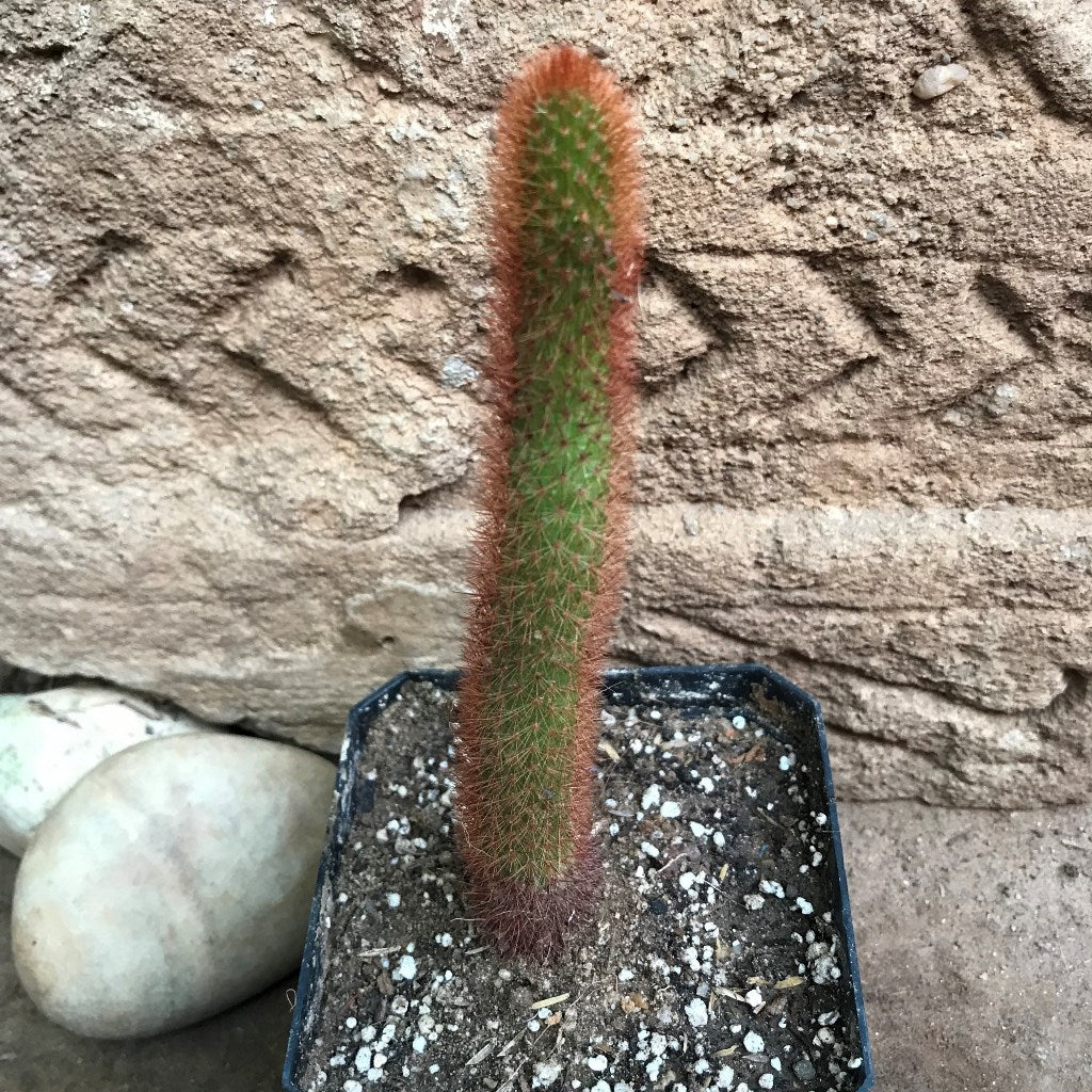 Cleistocactus Buchtienii Cactus Plant - myBageecha