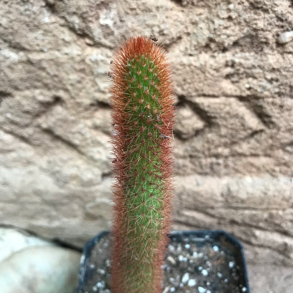 Cleistocactus Buchtienii Cactus Plant - myBageecha