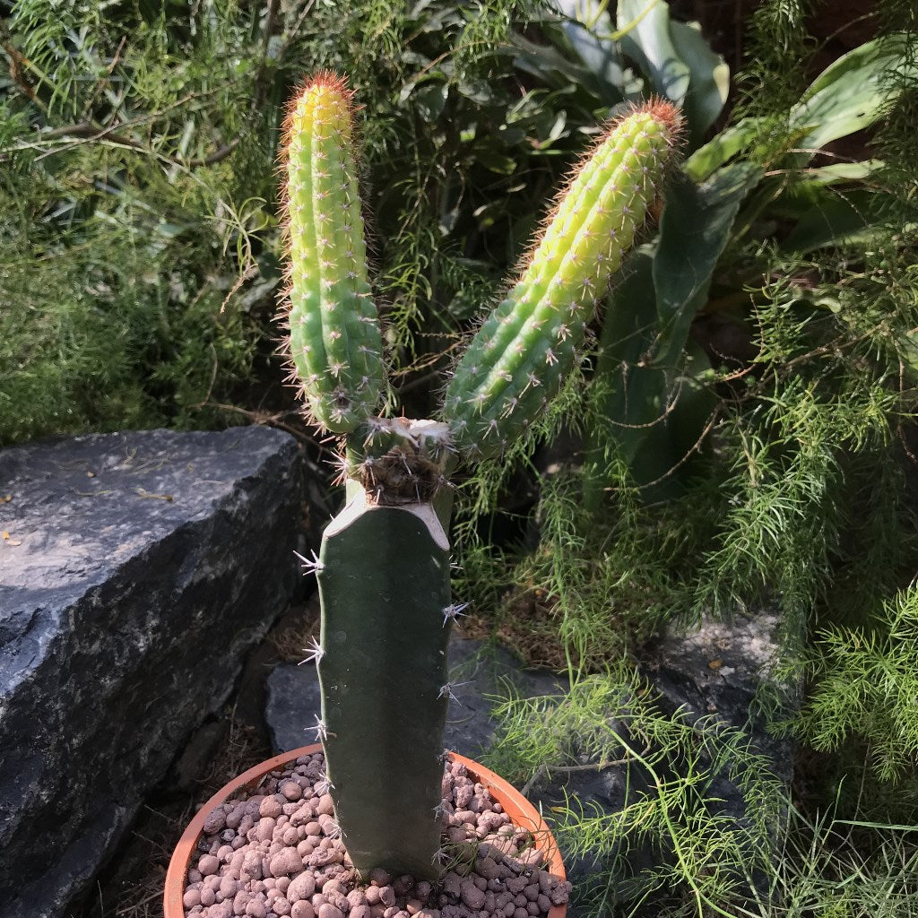 Cleistocactus Samaipatanus Variegata Cactus Plant - myBageecha