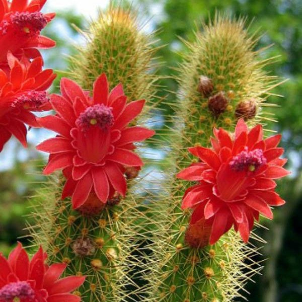 Cleistocactus Samaipatanus Variegata Cactus Plant - myBageecha