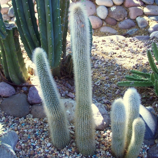 Cleistocactus Strausii Wooly Torch Cactus Plant - myBageecha