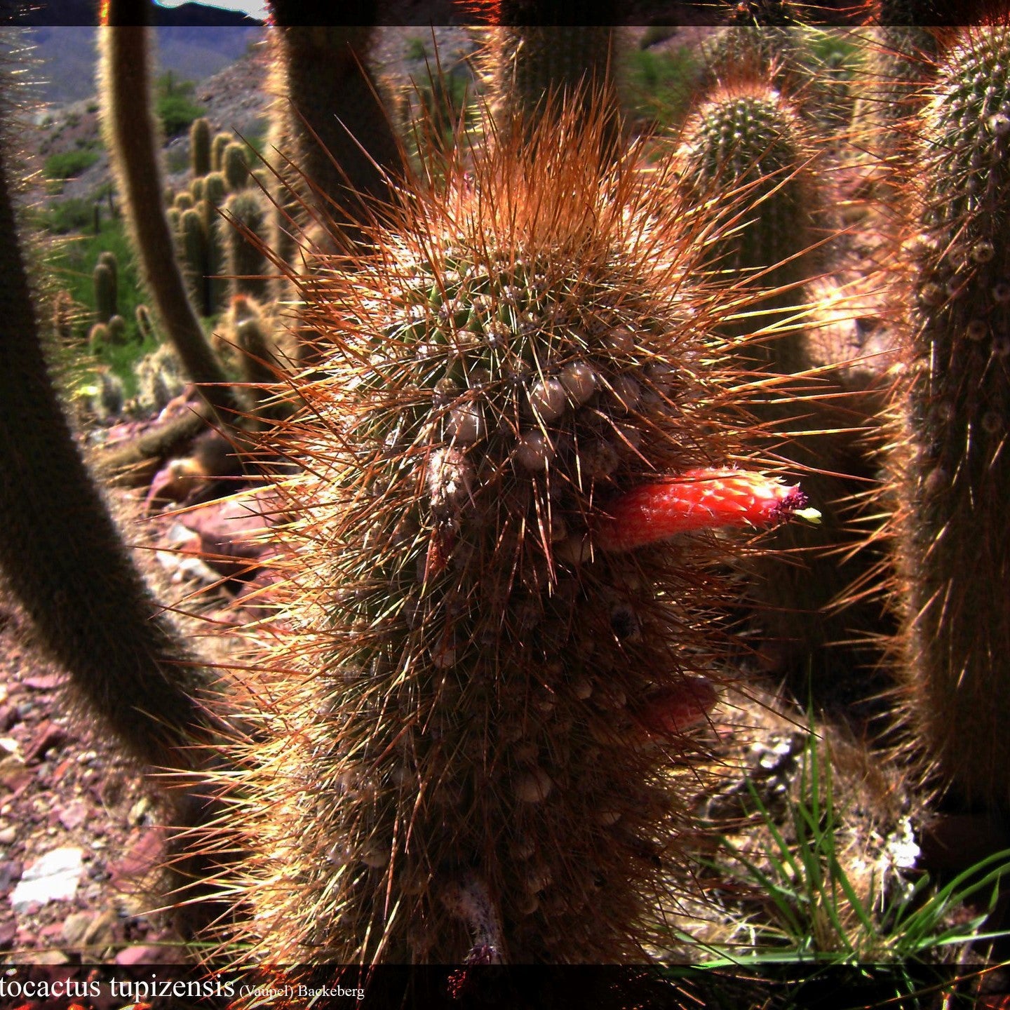 Cleistocactus Buchtienii Cactus Plant - myBageecha