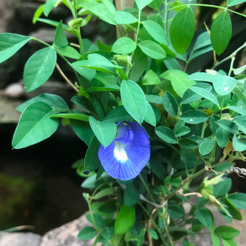 Clitoria Ternatea Aparajita Shankhpushpi Plant - myBageecha