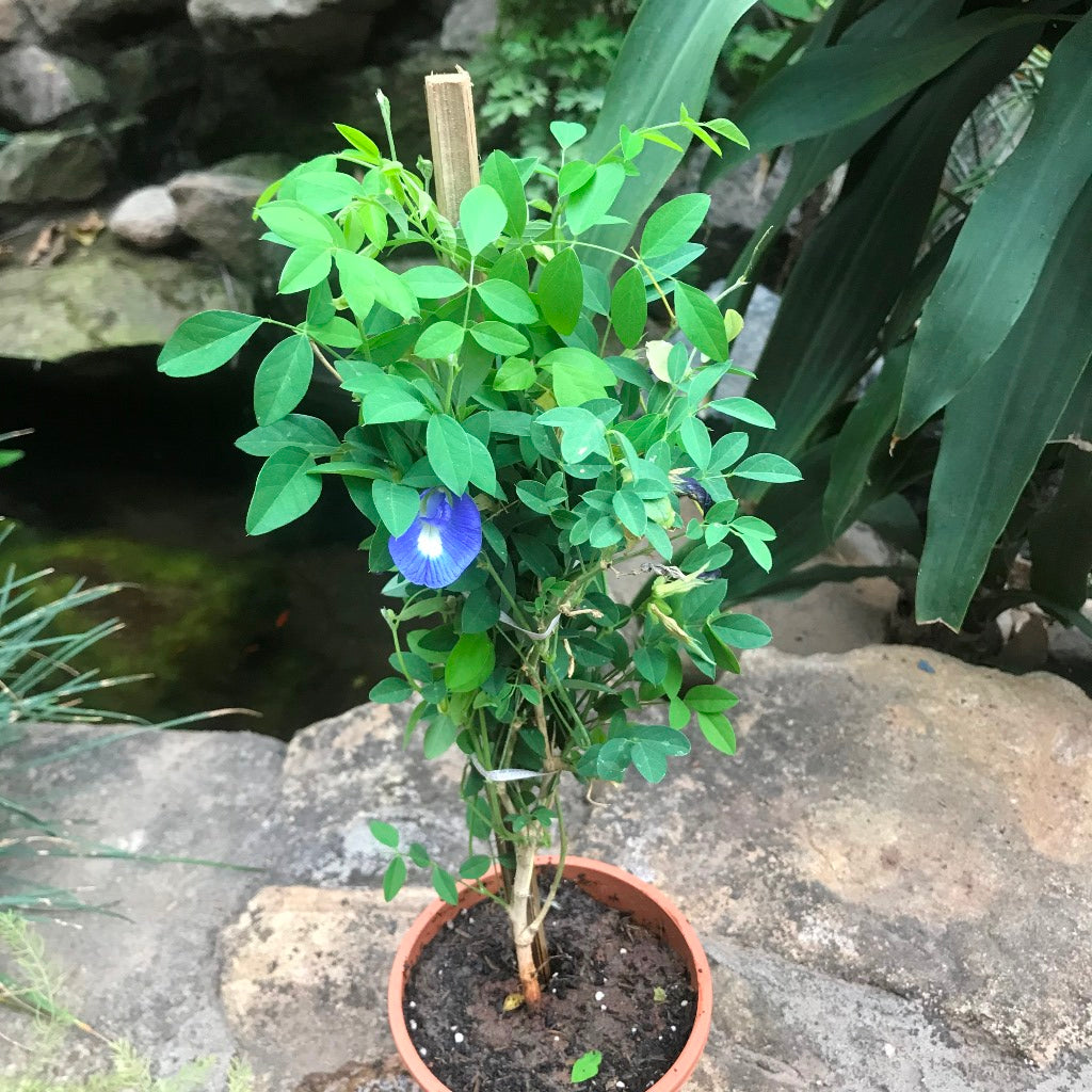 Clitoria Ternatea Aparajita Shankhpushpi Plant - myBageecha