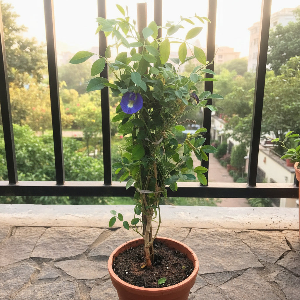 Clitoria Ternatea Aparajita Shankhpushpi Plant kept in balcony- myBageecha