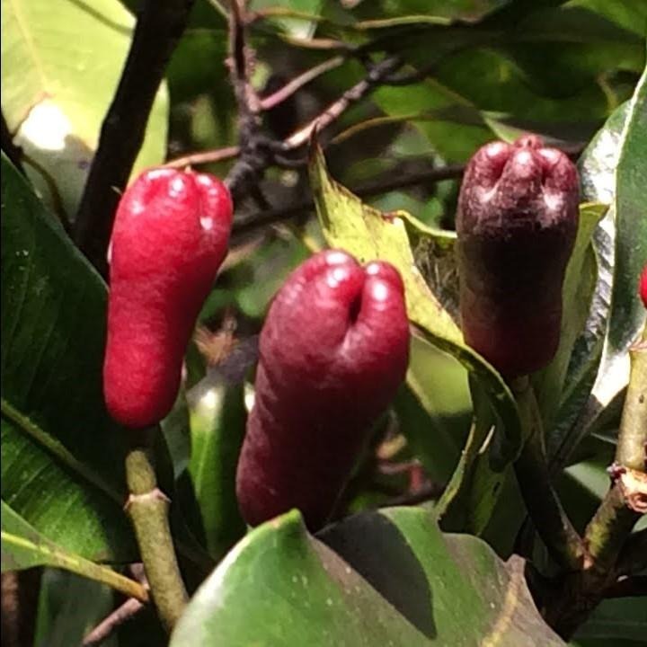 Clove Tree - myBageecha