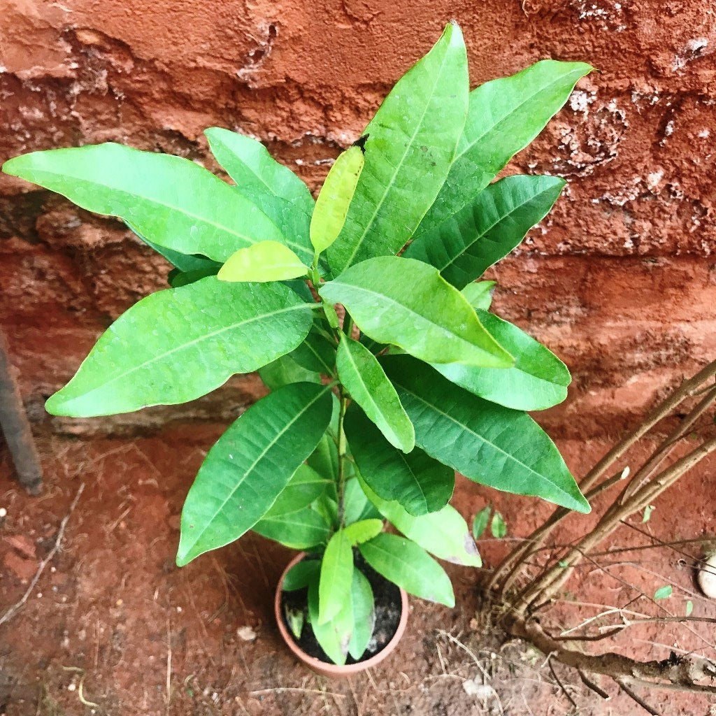 Clove Tree - myBageecha