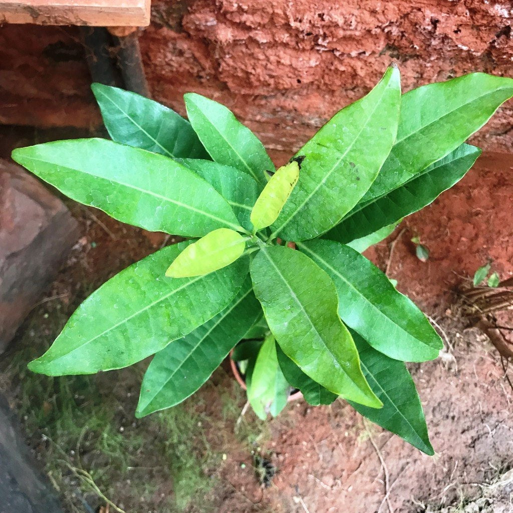 Clove Tree - myBageecha