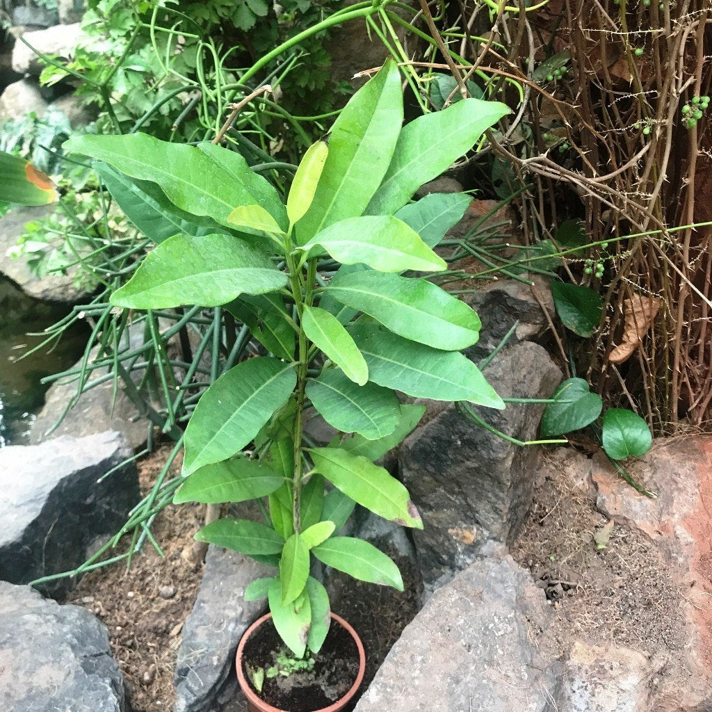 Clove Tree - myBageecha