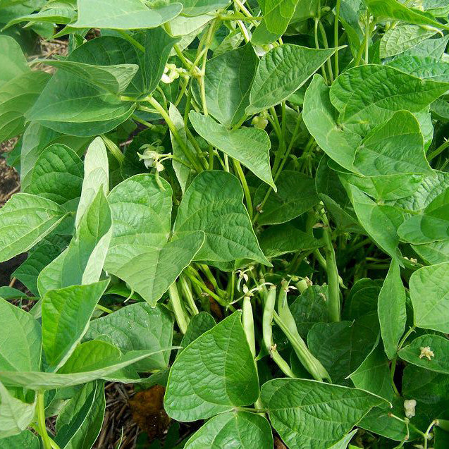 Legume vegetable, summer harvest - myBageecha