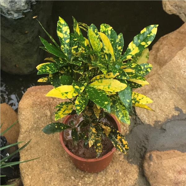 Set of 4 Assorted Codiaeum Indoor Plants - myBageecha