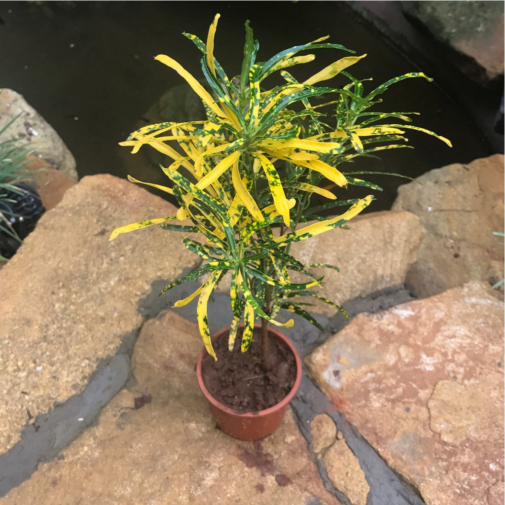 gold dust plant indoor Croton Gold Dust Plant – Outdoor Decorative Foliage Shrub