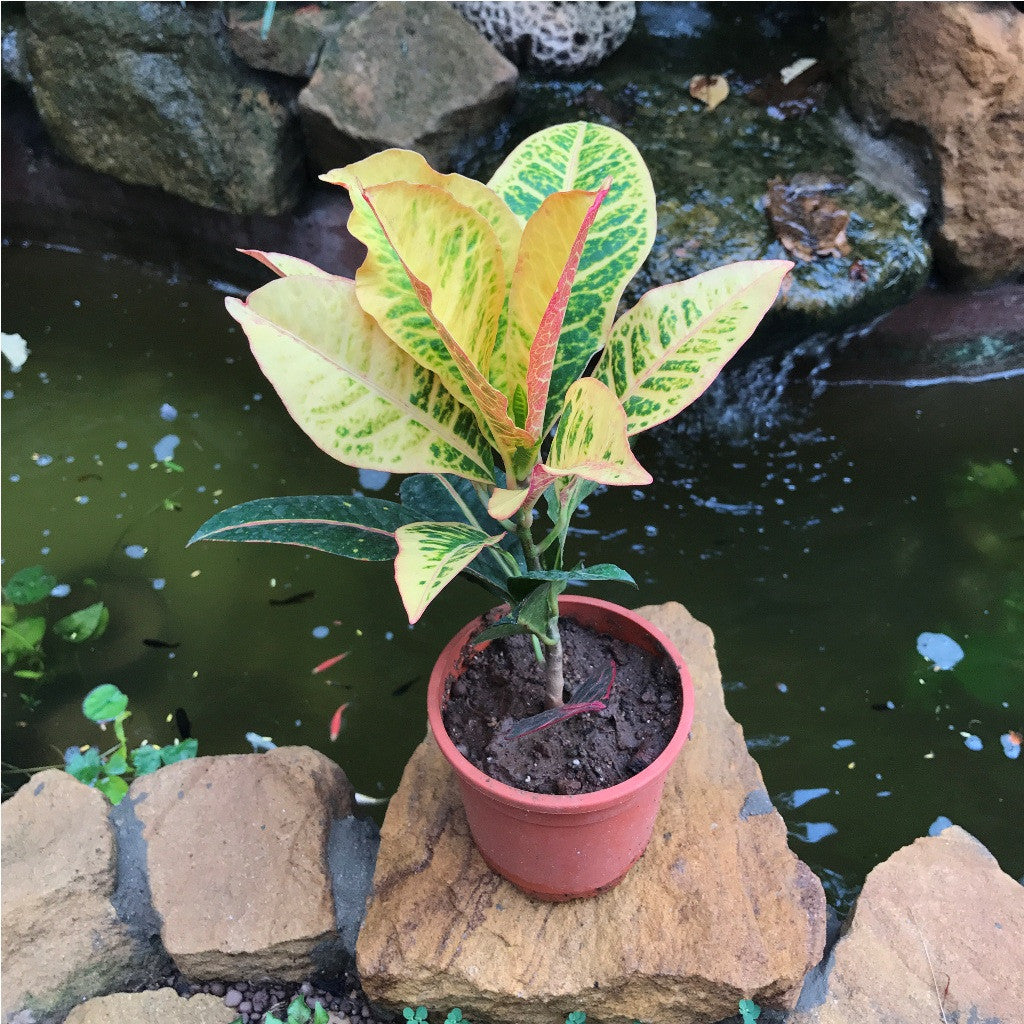 Codiaeum Croton Variegatum Petra Plant – Outdoor Decorative Foliage – myBageecha